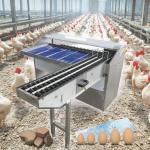 220v/380v Automatic Egg Sorting Machine / Commercial Egg Grading Machine For Sale for sale