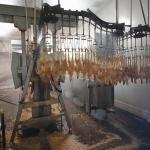 500BPH Automatic Poultry Slaughtering Equipment Chicken Slaughter Line 304 for sale
