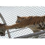 7x7 Tiger Metal Stainless Steel Zoo Mesh Enclosure Netting X Tend Shaped for sale