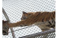 China 7x7 Tiger Metal Stainless Steel Zoo Mesh Enclosure Netting X Tend Shaped supplier