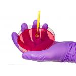 Disposable Microbiology Plastic 1ul 10ul Inoculating Loop With Needle Cell Scraper for sale