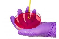 China Disposable Microbiology Plastic 1ul 10ul Inoculating Loop With Needle Cell Scraper supplier