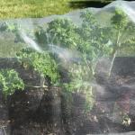 PVC 50 Mesh Fine Garden Netting For Garden Cover 30m-100m/roll