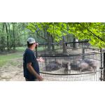 Large Humane Live Animal Trap Cage 2M Single Door Steel Animal Cage for sale
