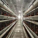 H Type Battery Layer Chicken Cages Automatic Egg Poultry Farms 10 Tiers for sale