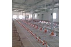 China Stainless Broiler Pan Feeding System Poultry Feed Distribution System supplier