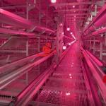 Efficient Layer Chicken Cage System 275g/m² Coating Cage Farm for sale
