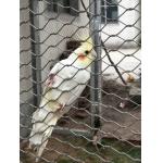 Stainless Steel 304/316 Aviary Mesh Small hole flyproof Parrot Cage house fence