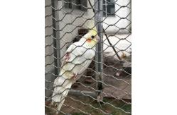 China Stainless Steel 304/316 Aviary Mesh Small hole flyproof Parrot Cage house fence supplier