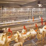 Galvanized Steel Frame Chicken House Bolts Connection Steel Structure Poultry Sheds for sale