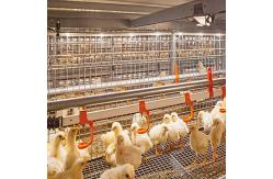 China Modern Long Span Steel Construction Building High Capacity Prefabricated Poultry House supplier
