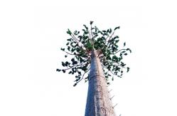 China Bionic Tree Communication Camouflage Cell Tower Lightning Protection supplier