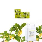 Fantastic Soap Fragrances Osmanthus Fragrances For Making Soaps for sale