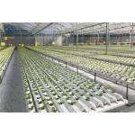 Plastic NFT Hydroponic Growing System PVC Gully For Greenhouse Planting for sale