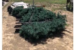 China Q345 Artificial Palm Tree Telecommunication Camouflage Cell Tower supplier