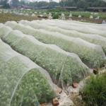 3-5m  Insect Net Mesh 40 50 Mesh For Greenhouse Garden Insect Screen Mesh for sale