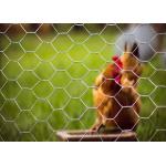Easy Cutting 1/2 Inch Hexagonal Wire Netting Diameter 0.4mm-1.5mm for sale