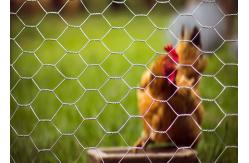 China Easy Cutting 1/2 Inch Hexagonal Wire Netting Diameter 0.4mm-1.5mm supplier