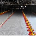 Drinking System Fully Automatic Poultry Drinker , Broiler Chicken Drinker Customized
