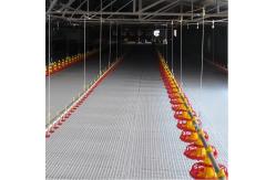 China Drinking System Fully Automatic Poultry Drinker , Broiler Chicken Drinker Customized supplier