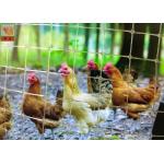 Transparent Plastic Netting Fence, Plastic Plastic Poultry Netting, 35GSM, Chicken Netting, 1M High for sale