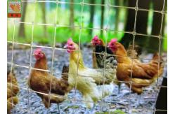 China Transparent Plastic Netting Fence, Plastic Plastic Poultry Netting, 35GSM, Chicken Netting, 1M High supplier