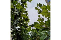 China Custom Artificial Landscaping Tree Bonsai Birch Garden Ornaments supplier