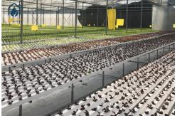 China NFT Hydroponic Growing System Plastic Channel For Home And Commercial Use supplier