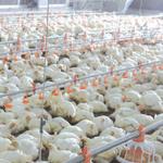 Automatic Poultry Feeder For Broiler for sale