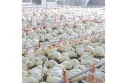 China Automatic Poultry Feeder For Broiler supplier