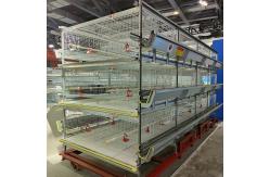 China Cold Galvanized Poultry Farm Cages For Broiler Chicken Breeding / Meat Broiler supplier