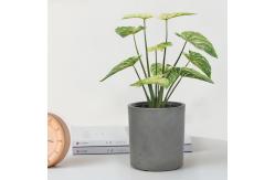China Philodendron Birkin Decoration Artificial Bonsai Tree For Landscaping supplier
