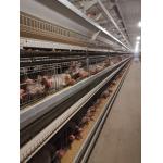 Specialized Layer Battery Cage For Poultry Farms, Housing Chickens For Laying Hen Operations. for sale