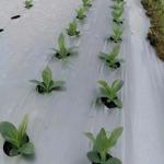 Multi Purpose Plastic Films For Agricultural Applications Greenhouse Mulching And Crop Protection
