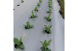 China Multi Purpose Plastic Films For Agricultural Applications Greenhouse Mulching And Crop Protection supplier