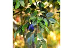 China Fiber Glass Trunk Artificial Landscape Trees Anti Fading For Patio supplier