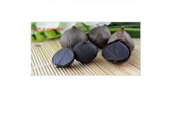 China Commercial 95kg Black Garlic Processing Machine High Efficient supplier