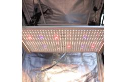 China PWM 2x2 Led Grow Light supplier
