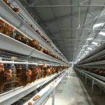 3-10 Layer Poultry Cage For Chicken U Type Hot Galvanized Steel Stand for sale