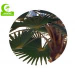 Lifelike Firber Glass Trunk 8m Artificial Tropical Tree HAIHONG