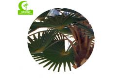China Lifelike Firber Glass Trunk 8m Artificial Tropical Tree HAIHONG supplier