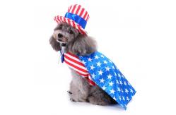 China SEDEX Stocked 20cm Size Cute Puppy Clothes supplier