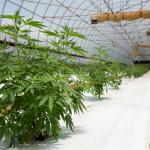 100% Shade Net Tunnel Agriculture Black Film Light Deprivation Greenhouse Blackout