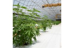 China 100% Shade Net Tunnel Agriculture Black Film Light Deprivation Greenhouse Blackout supplier