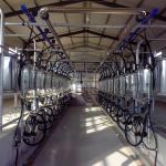 380v 7.5KW Automated Milking Parlour Herringbone Type for sale