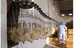 China High Efficiency Halal Chicken Slaughtering Equipment Turnkey Poultry Processing Line for 1000 Birds Per Hour supplier