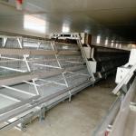 3-4 Doors Automatic Battery Chicken Cages 160 Chickens With Egg Collecting System for sale