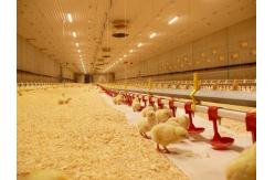 China Nipple Drinking System Odm Broiler Poultry Equipment For Farm supplier