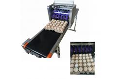 China High Performance Egg Printing Machine Can Print Large Or Micro Characters supplier