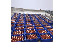 China Automatic Mango Processing Line For Fruit Juice Processing 110V supplier